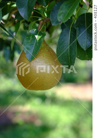 Pear 408127
