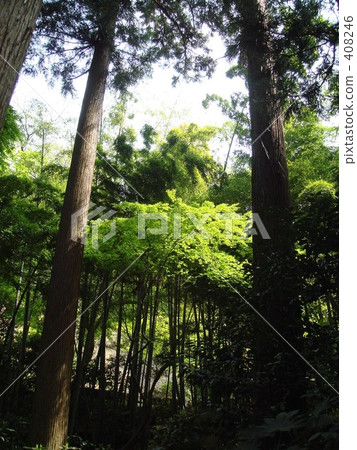 Scenery of bamboo grove in Kamakura Scenery of bamboo grove in Kamakura 408246
