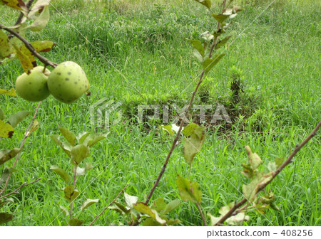 被放棄的農場蘑菇土地 被放棄的農場蘑菇土地 408256