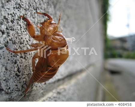 Molting in a residential area 408458