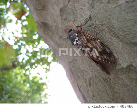 Cicadas Cicadas 408460
