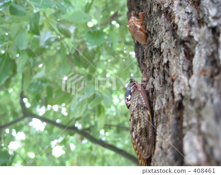 Casks and semi 408461