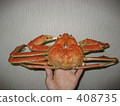 crab  408735