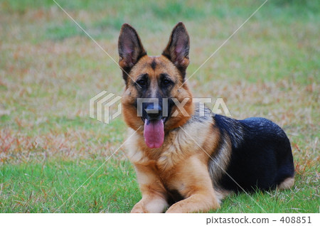 0809 Dog 0809 Dog 408851