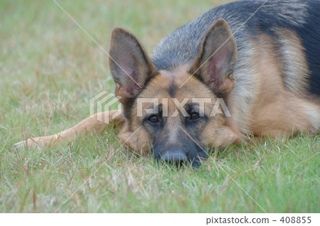 0809 Dog 0809 Dog 408855