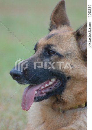 0809 Dog 0809 Dog 408856