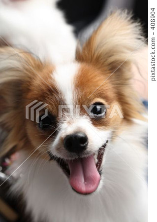 Papillon 408904
