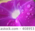 Morning glory morning glory 408953