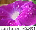 Morning glory morning glory 408954