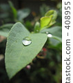 Leaf water drops 408955