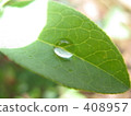 Leaf water drops 408957