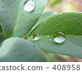 Leaf water drops 408958