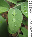 Leaf water drops 408959