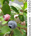 blueberry 408960