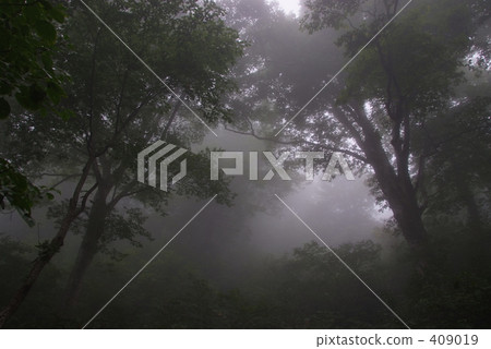 The fog forest 409019