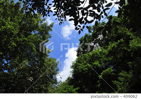 Blue sky from between trees 409062
