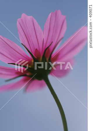 Cosmos 409071