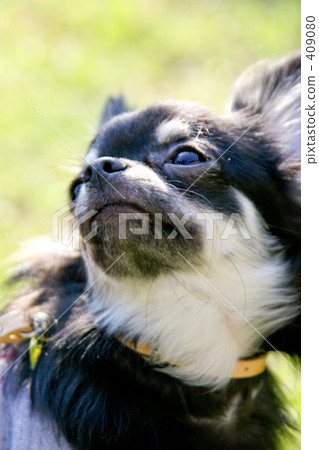 Chihuahua  409080