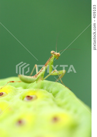 praying manti, bug, insect 409103