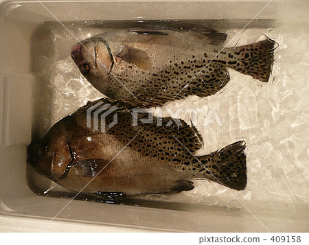 Pepper dice at fishing port Pepper dice at fishing port 409158