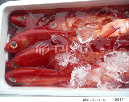 Kimmedai在漁港 409164