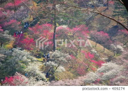 梅花節 梅花節 409274