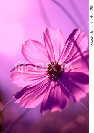 Dye it in pink Dye it in pink 409290