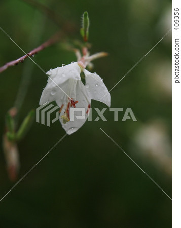 Yamamomoseo Yamamomoseo 409356