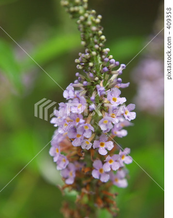 Fusa fujijiugi Fusa fujijiugi 409358