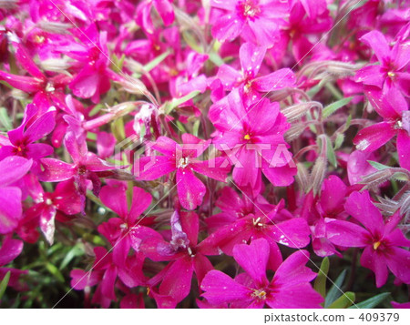 Small cherry tree 409379