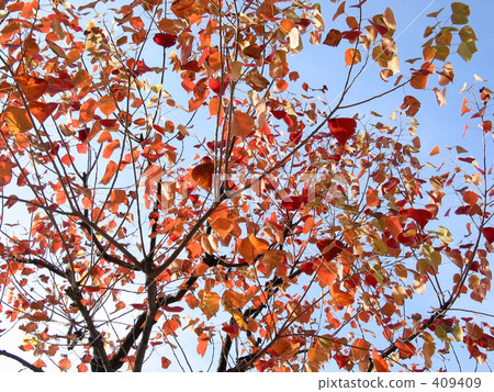 秋天的樹木 409409
