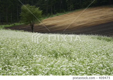 Buckwheat field 409473