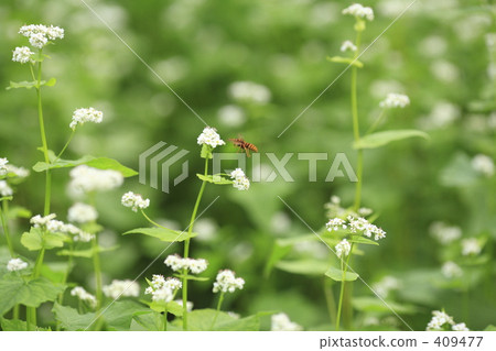 Buckwheat flowers Buckwheat flowers 409477
