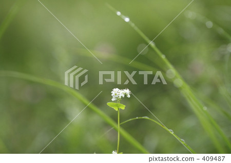 Buckwheat flowers 409487