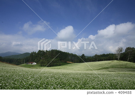 蕎麥農場 409488