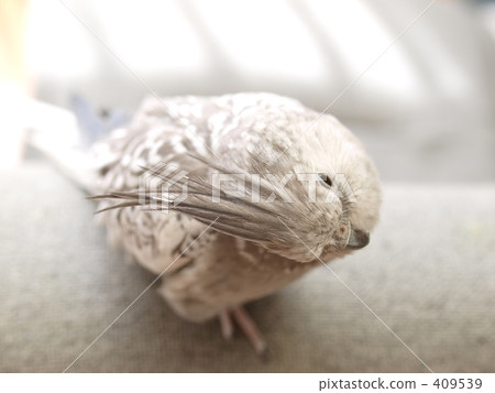 鸚鵡（全景） 409539