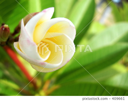 Wrapped Plumeria 409661