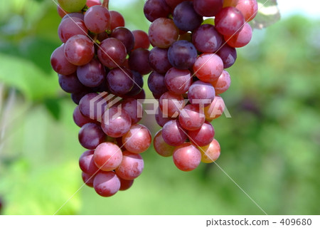 Red grapes 409680