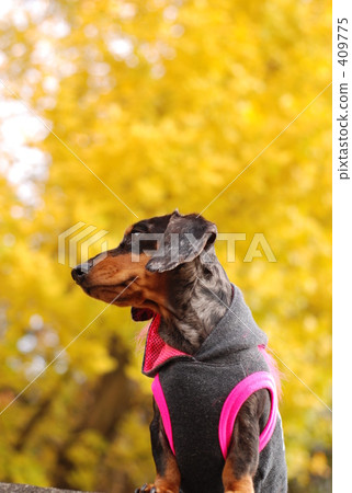 dachshund, black dog, silver dapple 409775