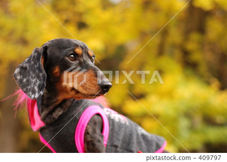 daks, dacks, dachshund 409797