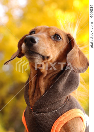 驛站 臘腸犬 毛孩 409834