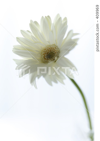 白色非洲菊Ⅱ 白色非洲菊Ⅱ 409969