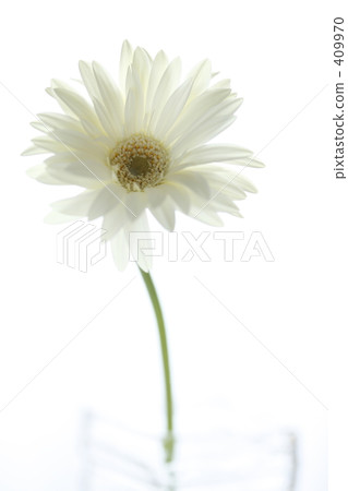 白色非洲菊 409970