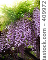  紫藤花 409972