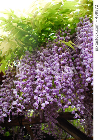  紫藤花 409972