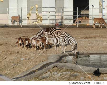 斑馬和朋友們 410003