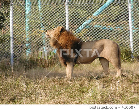 lion lion 410007