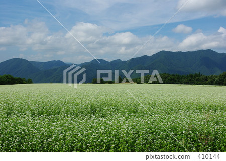 Buckwheat soba fields 410144