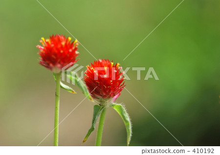 Strawberry Field 410192