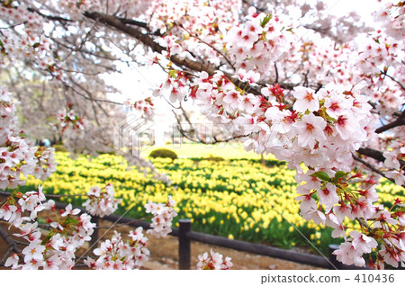 Cherry Blossoms Cherry Blossoms 410436